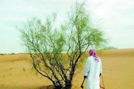 8 ملايين دولار والسجن 10 سنوات.. عقوبة «قطع الأشجار» في السعودية