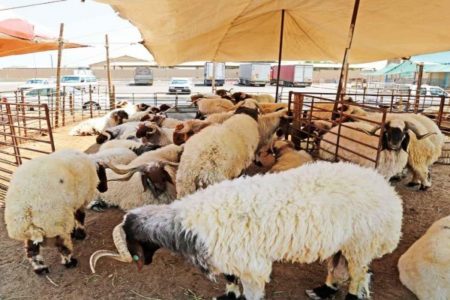 «الصحة العالمية» تكشف حقيقة انتقال عدوى كورونا عبر «الأضاحي»